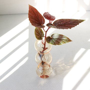 水培植栽│粉點秋海棠_室內植物  夢幻泡泡球玻璃瓶 辦公室盆栽