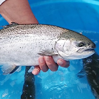 「富士の介」特製漬け魚セット