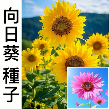 現貨 新手易種 向日葵種子（50粒）白色向日葵 向日葵種子 紅火輪向日葵 矮稈多頭向日葵 食用向日葵 矮桿多頭向日葵高產
