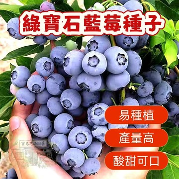 🔥熱銷 綠寶石藍莓種子（200粒）矮化藍莓樹種子 陽臺盆栽果園庭院簡單易種 四季高產藍梅樹果 多年生 水果種子 超低價