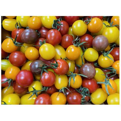 ふるさと納税 玉名市 サザキ農園のカラフルミニトマト彩りバラエティーセット3kg