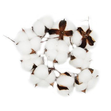 仿真棉花球 Set 10入