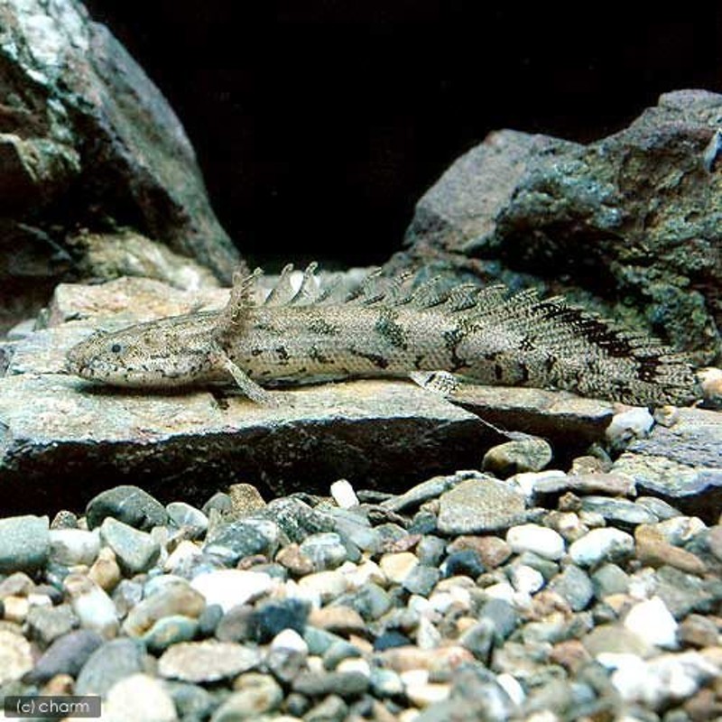 熱帯魚）ポリプテルス・エンドリケリー・エンドリケリー Ｓサイズ（東南ブリード）（１匹） 北海道・九州航空便要保温 通販  LINEポイント最大0.5%GET | LINEショッピング