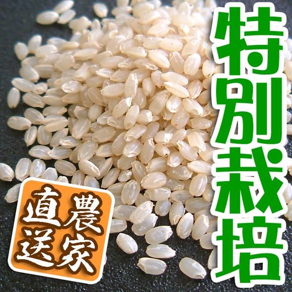 新米 お試しセット お米 玄米 白米 令和5年産 送料無料 3kg