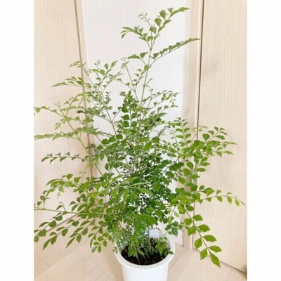 シマトネリコ 鉢植え(樹高175㎝) シマトネリコ 鉢植え 6号鉢 株立ち 約