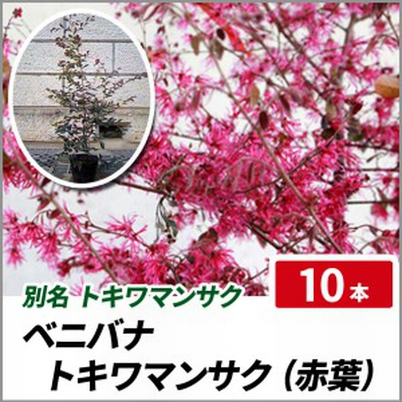 ベニバナトキワマンサク 赤葉 樹高50 60cm前後 10本セット 常緑 庭木 花木 生垣 目隠し 常盤万作 通販 Lineポイント最大1 0 Get Lineショッピング