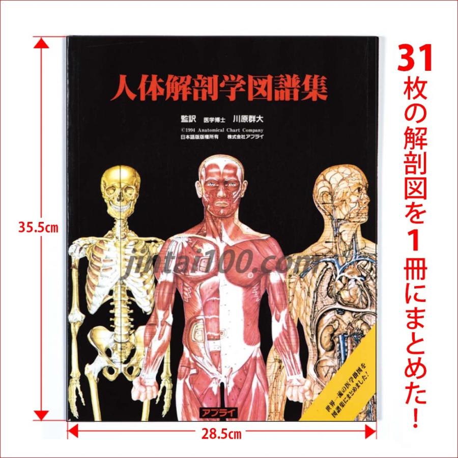 「人体解剖学図譜集」 解剖学図鑑 医学チャート