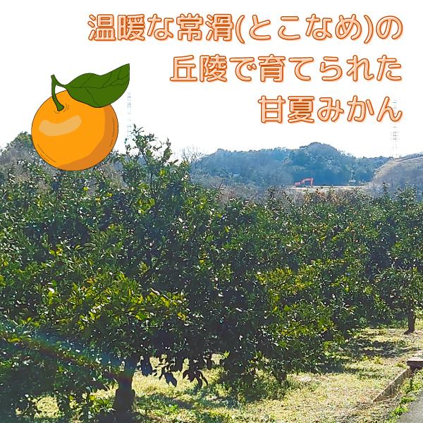 甘夏みかん 知多半島産 9kg 先行予約販売 フルーツ 柑橘類 愛知 常滑