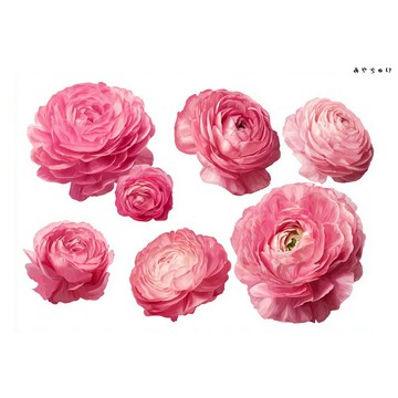 【10月新品4】20-22-0017 裁切紙・拼貼素材 陸蓮花