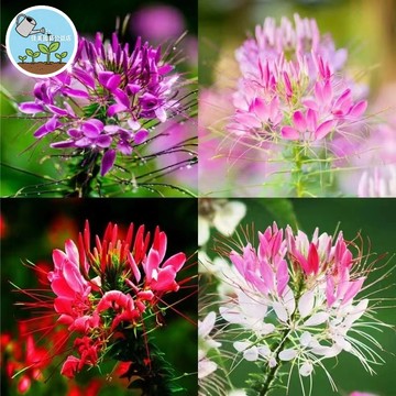 佳美 現貨 醉蝶花（50粒）四季陽台庭院盆栽花園 四季易種植懶人花耐寒耐熱四季開花 多年生 四季種植 超低價