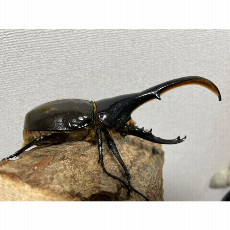 ヘラクレスオオカブト141mmオス単品(ヘラクレスヘラクレス) | LINE  