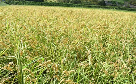 「食卓応援品」香川県東かがわ市 令和5年産 コシヒカリ（玄米 30kg）