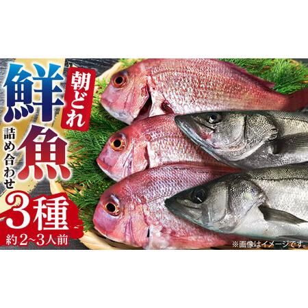 ふるさと納税 朝どれ 鮮魚 詰め合わせ 3種（2〜3人前) 下処理 あり   アジ アラカブ タイ カワハギ など  魚 新鮮 セット 冷蔵 産地直送 下処.. 長崎県南島原市