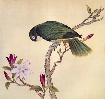 故宮鳥譜035洋綠鸚哥仿古畫復制名人字畫名家書畫29X32花鳥畫小品
