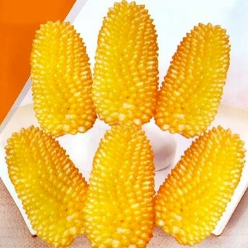 🔥菠蘿小玉米種子｜超甜爆汁 燒烤火鍋首選｜陽台盆栽可種 新奇有趣｜開袋即種 產地直送｜新手挑戰 附簡易種植教程