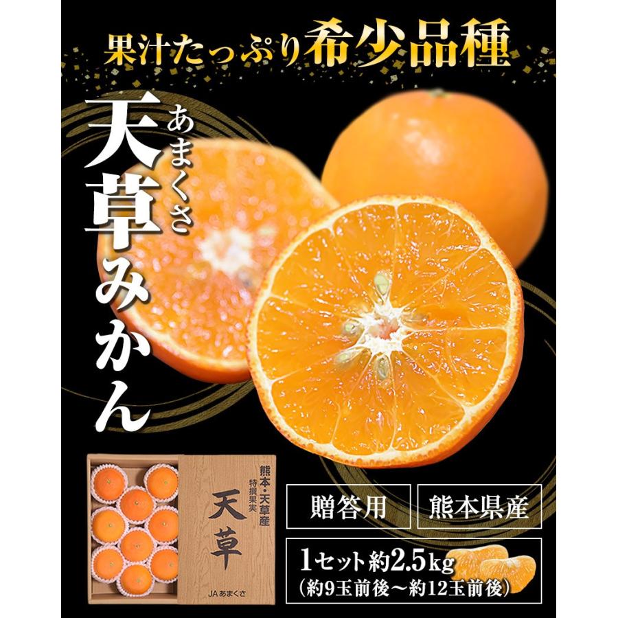 贈答用 天草 みかん 紅まどんな の親品種 約2.5kg 熊本県産 送料無料 旬 みかん 産地直送 お年賀 ギフト 果物 フルーツ 12月中旬-12月末頃発送予定