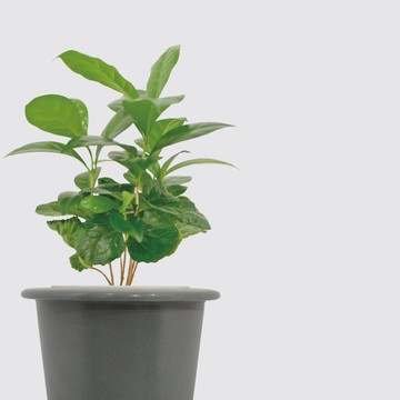 │ 窯瓷系列 │ 咖啡苗 - 寵物友善 室內植物 水耕盆栽 懶人植物