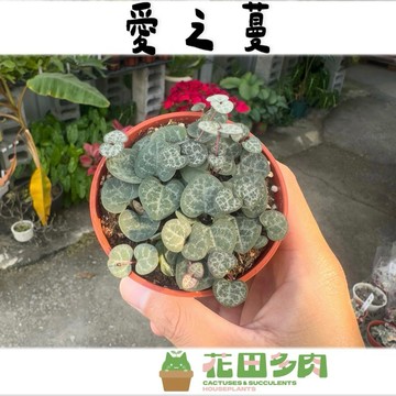 《花田多肉》🌵【愛之蔓】 3吋盆 多肉植物/蘿摩科/仙人掌/半日照/垂吊植物