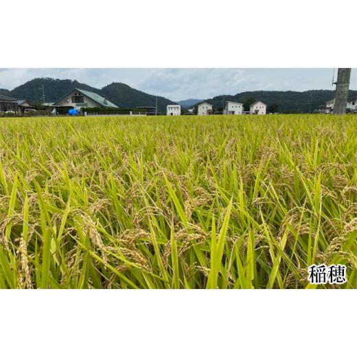 ふるさと納税 兵庫県 佐用町 兵庫県佐用町産 お米 5kg×12ヵ月（計60kg）キヌヒカリ 精米