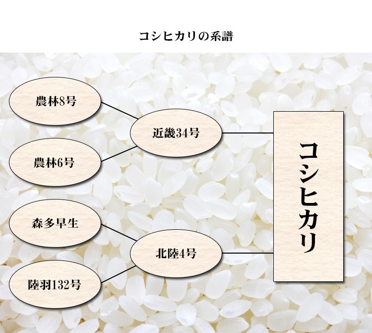 新米 無洗米 5kg コシヒカリ 富山県産 令和5年産 コシヒカリ お米 5キロ 安い 送料無料