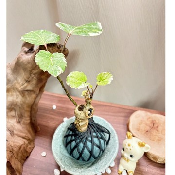 《Kamata🌈》☘️圓葉福祿桐瓷器組 苔球☘️招財 手作苔球 水耕盆栽 福祿桐 富貴吉祥 綠化植物 桌上型苔球