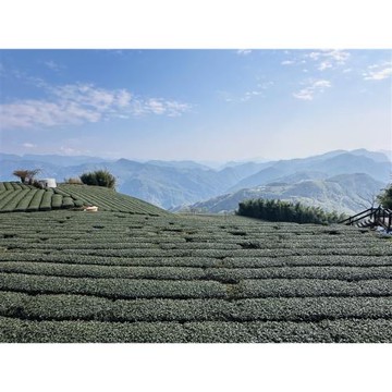 嘉義旅遊｜阿里山國家森林遊樂區.奮起湖石棹步道群.龍雲農場尋找螢火蟲二日｜中部出發_26TS508N4H