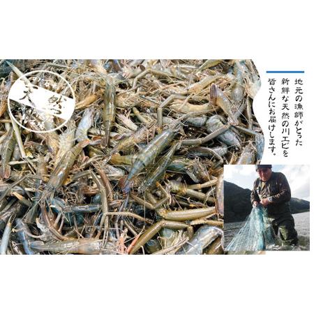 ふるさと納税 23-480．天然食材！四万十川の天然川エビ 約500g 高知県四万十市