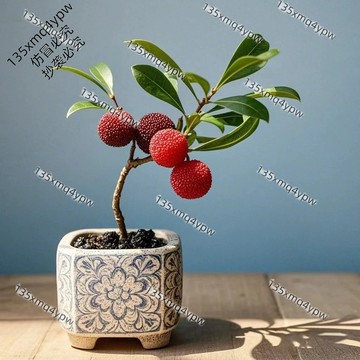 台灣現貨 盆栽楊梅種子（50粒）四季種植水果種籽 庭院果園種植果樹種籽酸甜開胃 水果種籽 楊梅種籽 高產水果種子