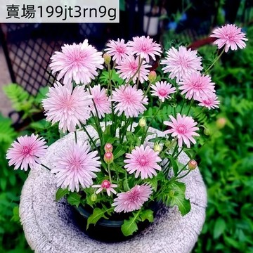 現貨 蒲公英種子（250粒）四季種植 特色蒲公英野菜/粉色蒲公英種子又黃花地丁菜 四季生長野生蘇菜栽培種植 優惠裝