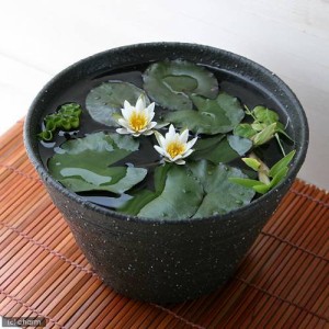 ビオトープ 水草 ヒツジグサ 益子焼 姫睡蓮鉢 ヒメスイレン鉢 セット みかげ 説明書付き 本州四国限定 休眠株 通販 Lineポイント最大1 0 Get Lineショッピング