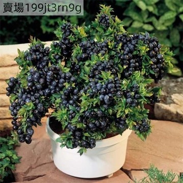現貨🫐【25款藍莓種子大全】🫐（1000粒裝）四季種植 中熟藍莓 果實大 香味濃 酸度較大 多年生庭院盆栽田園水果種子