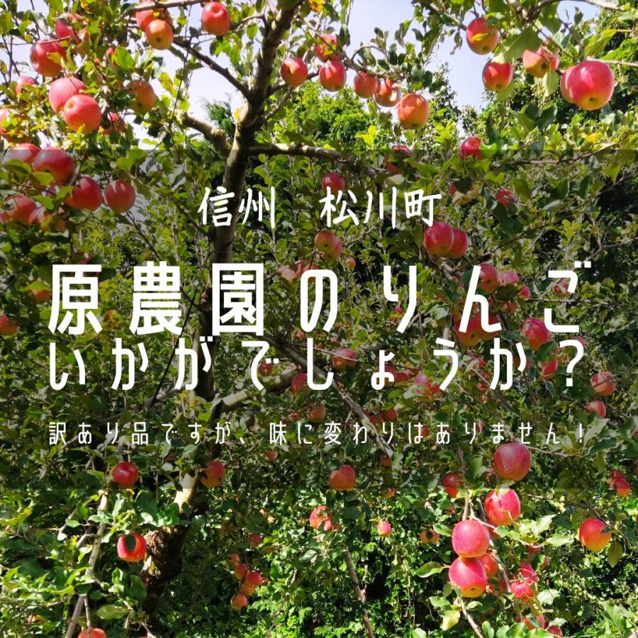 りんご  リンゴ サンふじ 訳あり 家庭用 10kg 長野県 松川町 《12 上旬〜12 中旬より出荷》