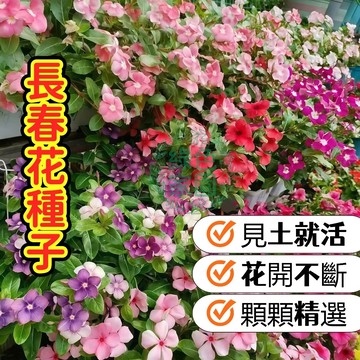 長春花種子 日日春 四季開花 陽台爆盆 耐熱易活 新手必備 花色豐富 花期超長 地被植物 雨傘花