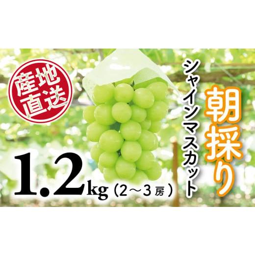 ふるさと納税 山梨県 大月市 産地直送厳選シャインマスカット1.2kg（2〜3房）