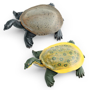 🌈「動物世界」仿真兩棲動物淡水甲魚模型兒童認知鱉水魚黿魚腳魚裝飾擺件