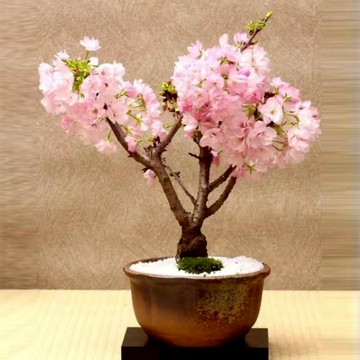 🌸（矮化櫻花盆栽種子）精選（10粒入）盆栽地栽櫻花 进口日本櫻花种子  室內外易活 觀賞植物花卉  新手陽臺庭院種子