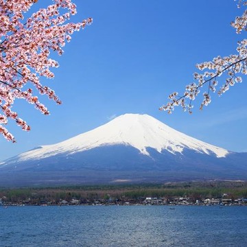 春櫻名古屋靜岡～SL大井川鐵道｜富士山櫻花絕景~岩本山.龍巖淵.日本平纜車.濱名湖遊船.牧之原茶園.岡崎城.螃蟹溫泉五日-SJP25NN005