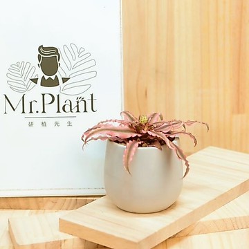 【拈花x研植】絨葉鳳梨│3.5吋水泥盆│窗邊植物│新手植物│淨化空氣│招財植物│觀葉植物│質感盆栽