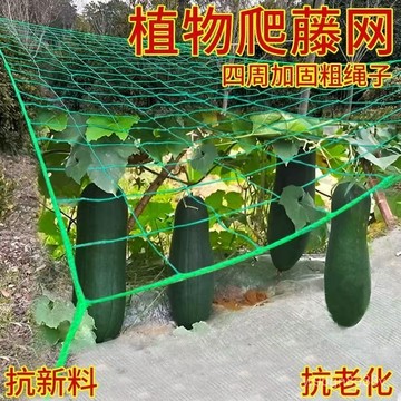 🔥臺灣出貨🔥植物攀爬網 爬藤網攀爬網 番茄網 絲瓜網 爬藤植物網 家庭園藝用網 園藝網 攀藤網 苦瓜網 百香果爬藤網 栽