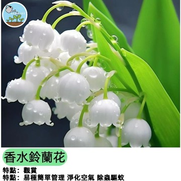 （濃香型）香水鈴蘭花種子 山谷百合 風鈴草花種 濃香庭院花卉 室內盆栽香草 開花植物 清新空氣 易種多年生