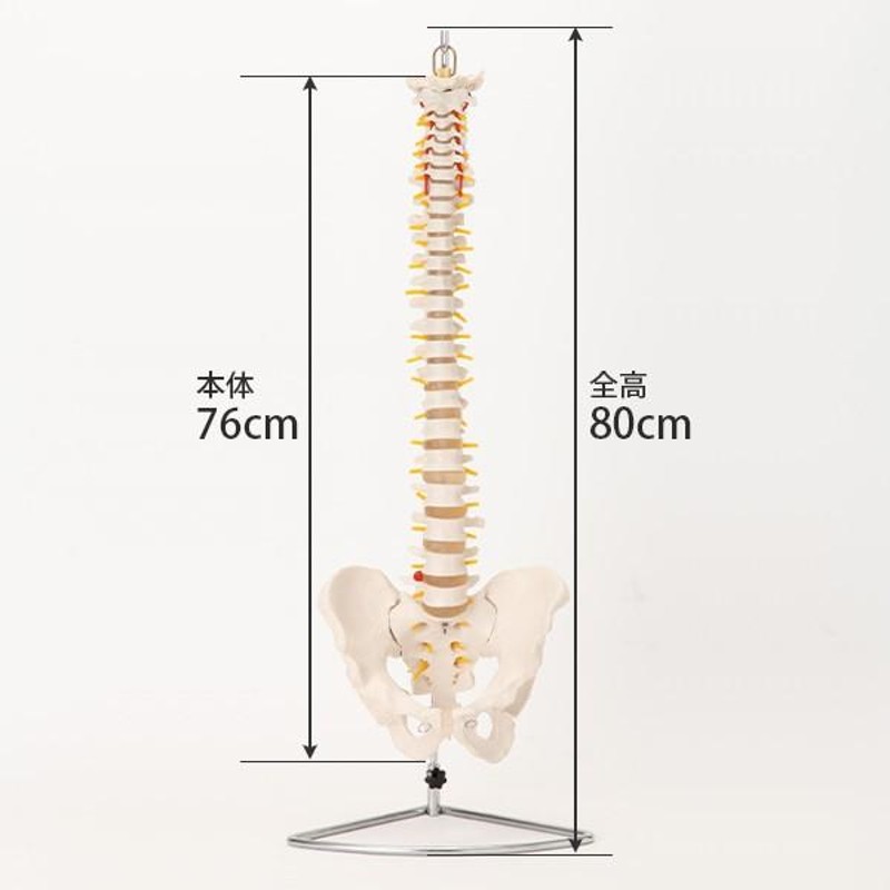 人体模型 骨格模型 7ウェルネ 脊椎 模型 実物大 間接模型 骨格標本 骨