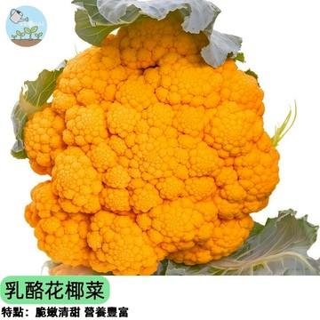 【高顏值蔬菜】乳酪花椰菜種子 黃金色花球 超特別 自家種植安心吃 陽台盆栽可種 家庭菜園必收 新奇蔬果 新手好養