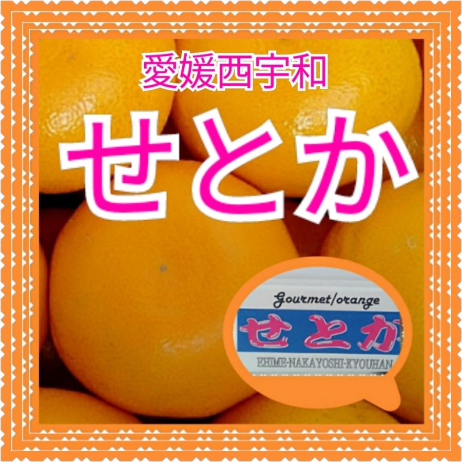 愛媛西宇和　訳あり家庭用　 せとか　　2キロ　　フルーツ　果物みかんおやつ柑橘農家　家庭用訳あり大トロ