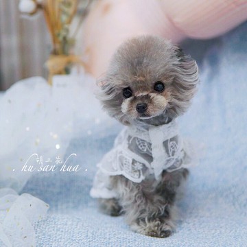 寵物狗狗貓咪衣服法斗泰迪比熊約克夏春夏款透氣防曬韓版蕾絲裙子