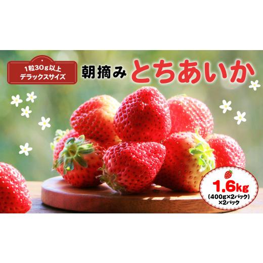 ふるさと納税 栃木県 真岡市 朝摘み とちあいか 3Lより大きいデラックス たっぷり１.６ｋｇ 真岡市 栃木　【２０２３年10月から寄付額を変更させ…