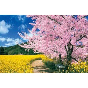 P2 - HM100-273 櫻花與向日葵拼圖1000片