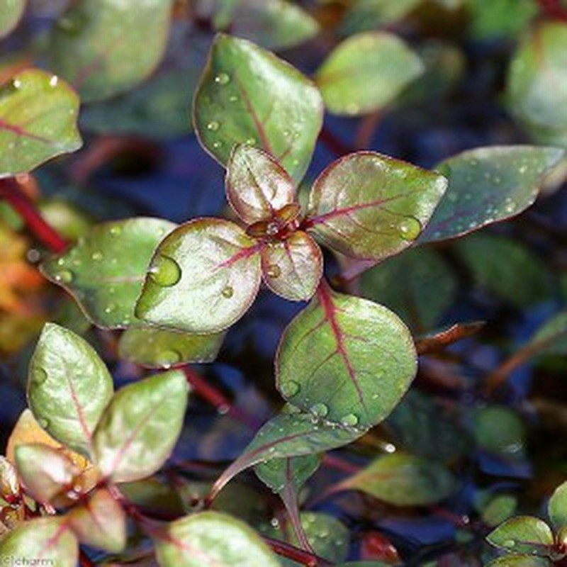 注目 水草 アラグアイア レッドロタラ 水上葉 無農薬 １０本 Rmladv Com Br
