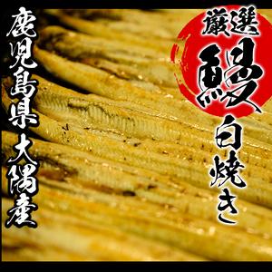 ふるさと納税 鹿児島県産うなぎ白焼き 大 3尾入り！（白焼き（有頭）×3尾（約480g）自家製うなぎのタレ付 国産 うなぎ 白焼き 鰻.. 鹿児島県いちき串木野市