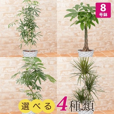 観葉植物 選べる4種類 シェフレラ パキラ エバーフレッシュ ドラセナ コンシンネ 8号 インテリア 鉢植え フラワー ギフト 花 プレゼント お祝い 記念 贈り物 通販 Lineポイント最大0 5 Get Lineショッピング
