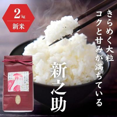 ふるさと納税 糸魚川市 令和5年産新米 農家直送 新潟県糸魚川産「新之助」 白米 2kg